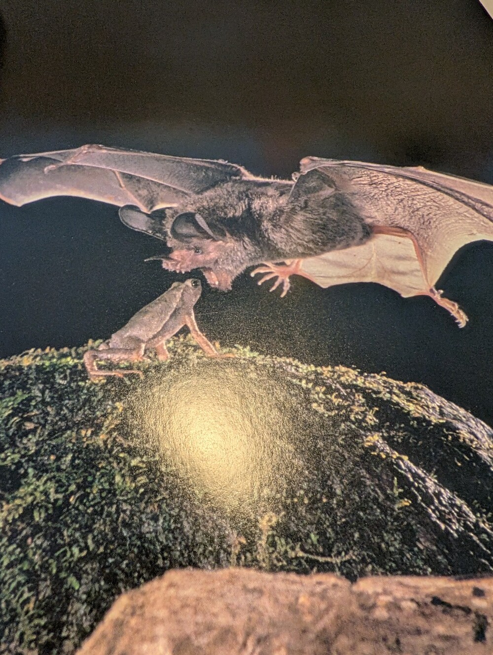 The National Geographic Society 100 Years of Adventure and Discovery Book C.D.B. - Picture 5 of 10